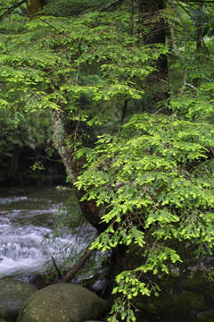 Image of hemlock