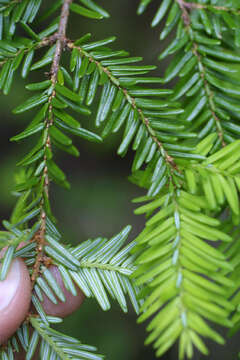 Image of hemlock