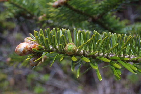 Image of Fir