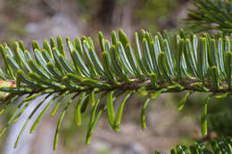 Image of Fir