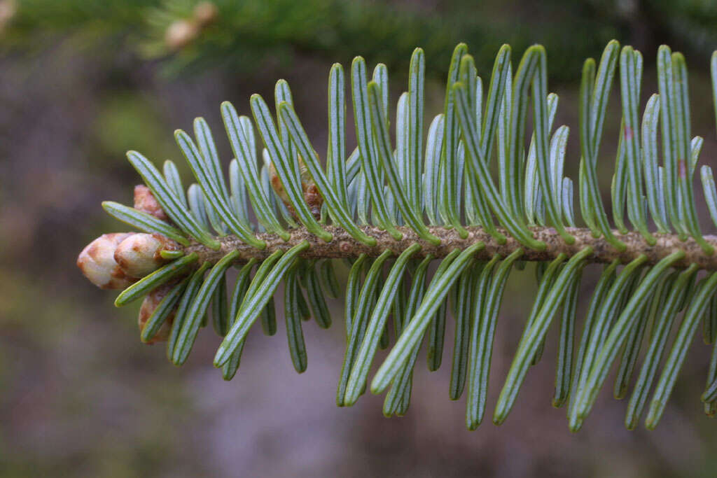 Image of Fir