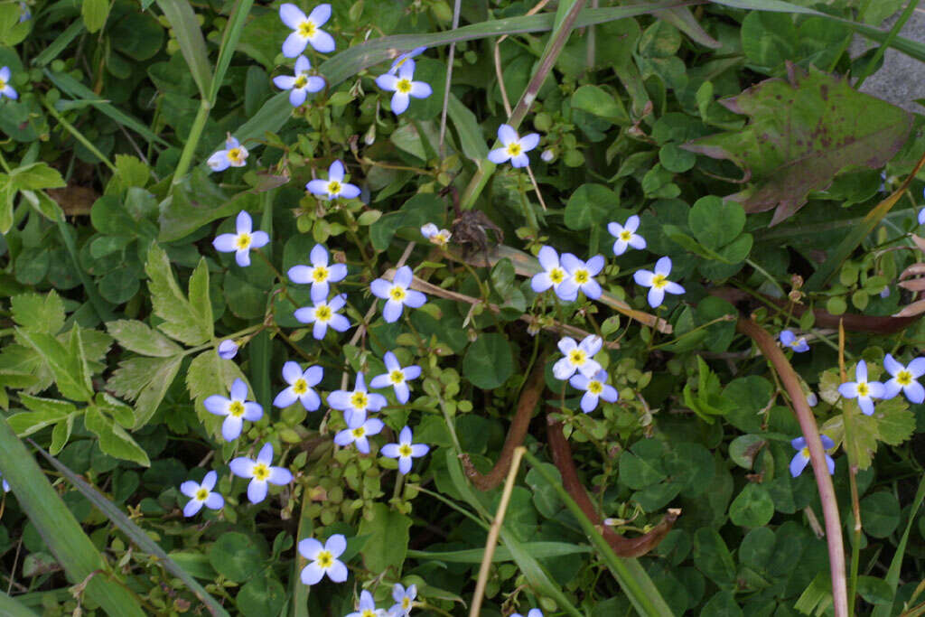 Image of bluet