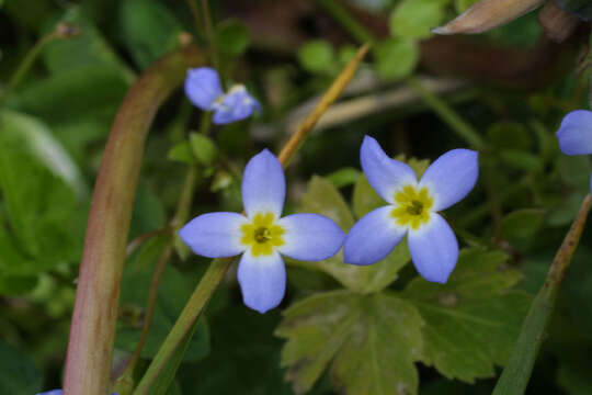 Image of bluet