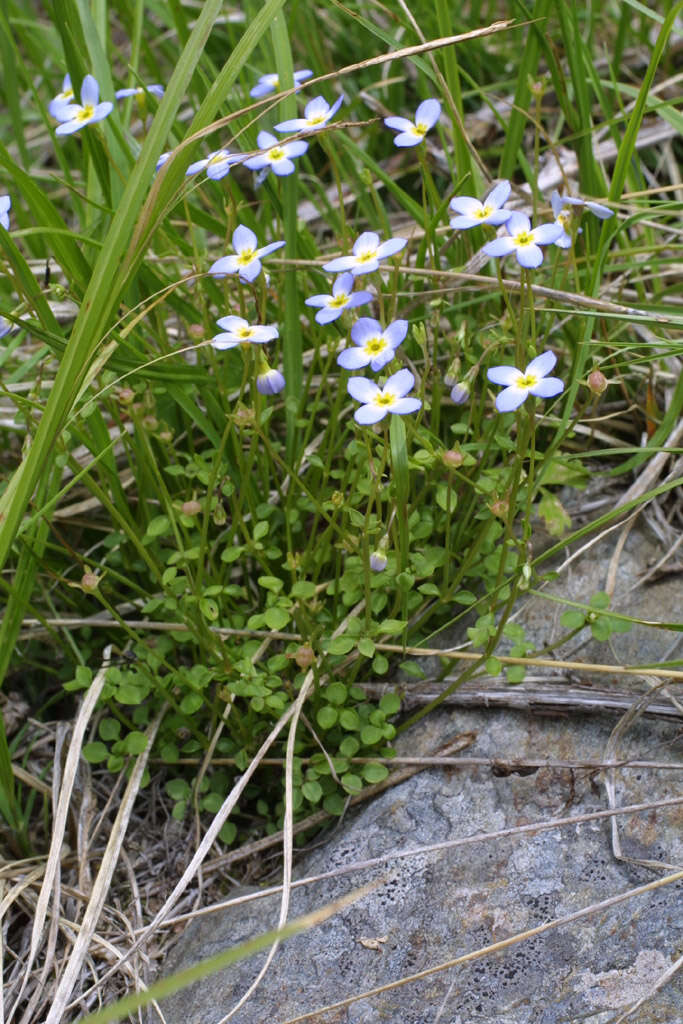 Image of bluet