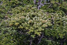 Image of Fir