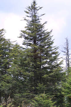 Image of Fir