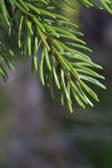 Image of spruce