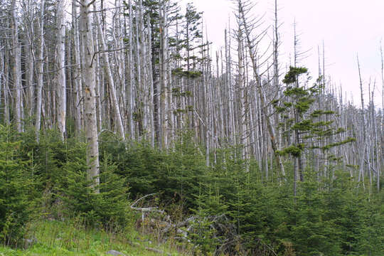 Image of Fir