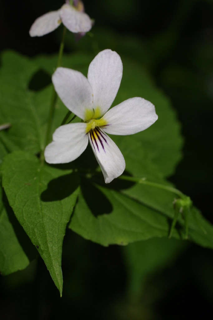 Image of Canadian white violet