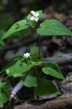 Imagem de Viola canadensis L.