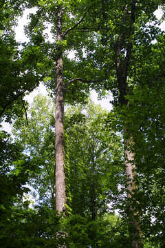 Image of Tulip Trees