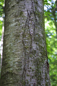 Image of birch