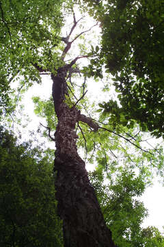 Plancia ëd Robinia