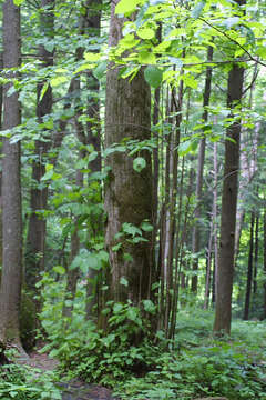 Image of American Basswood