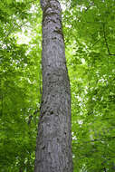 Image of Buckeyes & Horse-chestnuts