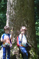 Image of Tulip Trees