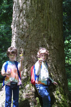 Image of Tulip Trees