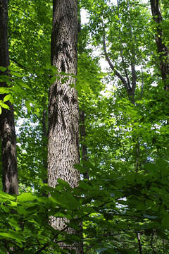 Plancia ëd Robinia