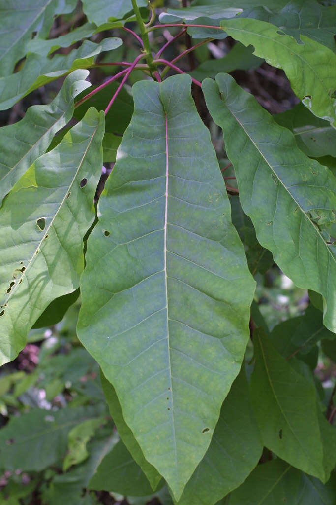 Image of Ear-Leaf Umbrella Tree