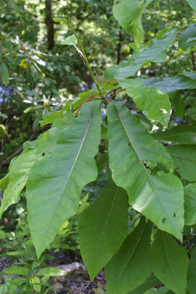 Image of Ear-Leaf Umbrella Tree