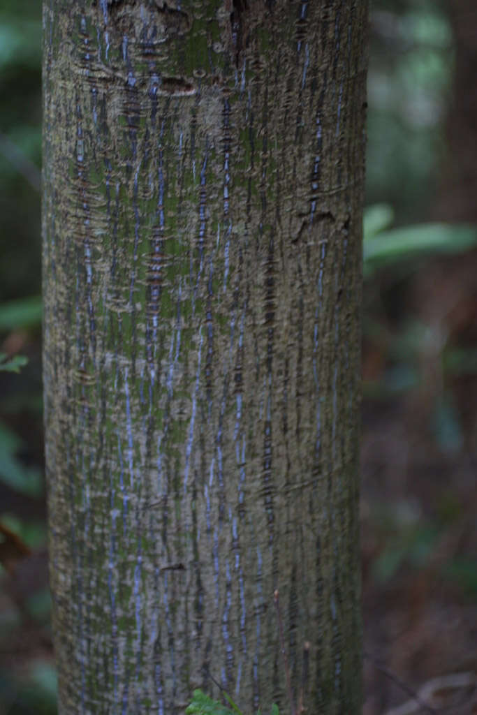 Image of Striped Maple