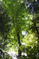 Image of Ear-Leaf Umbrella Tree