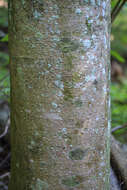 Image of Ear-Leaf Umbrella Tree