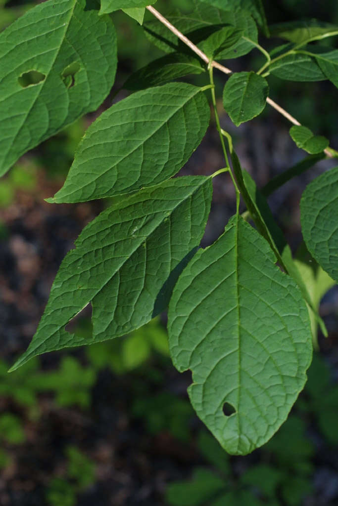 Image de Halesia