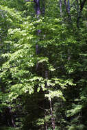 Image of dogwoods