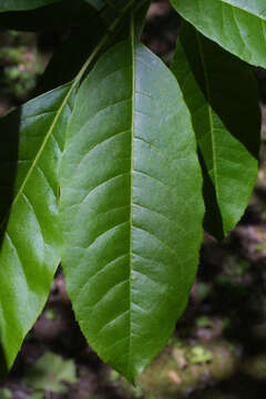 Image of sourwood