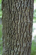 Image of sourwood