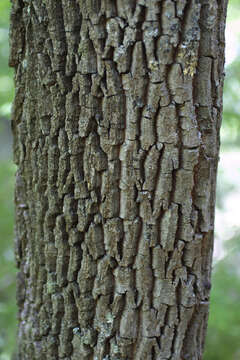 Image de Oxydendrum