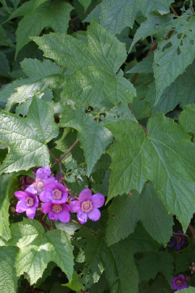 Image of American bramble