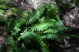 Image of hollyfern