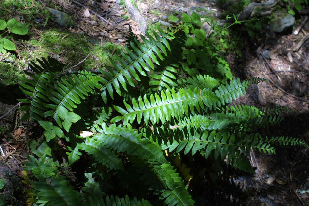 Слика од Polystichum