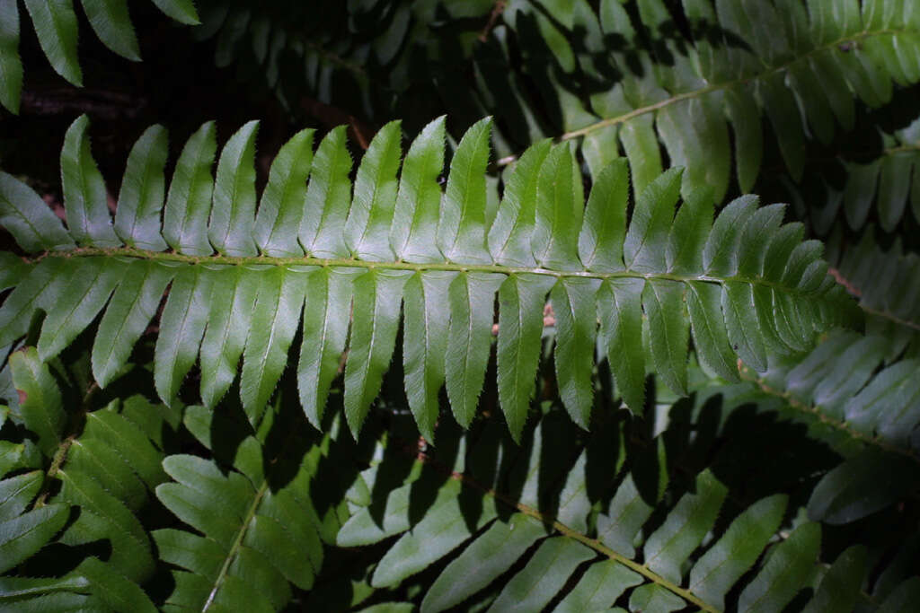 Plancia ëd Polystichum