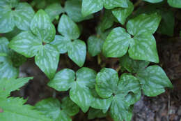 Image of hepatica