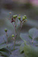 Image of cohosh