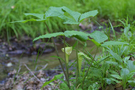 Image of Jack in the pulpit