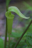 Image of Jack in the pulpit