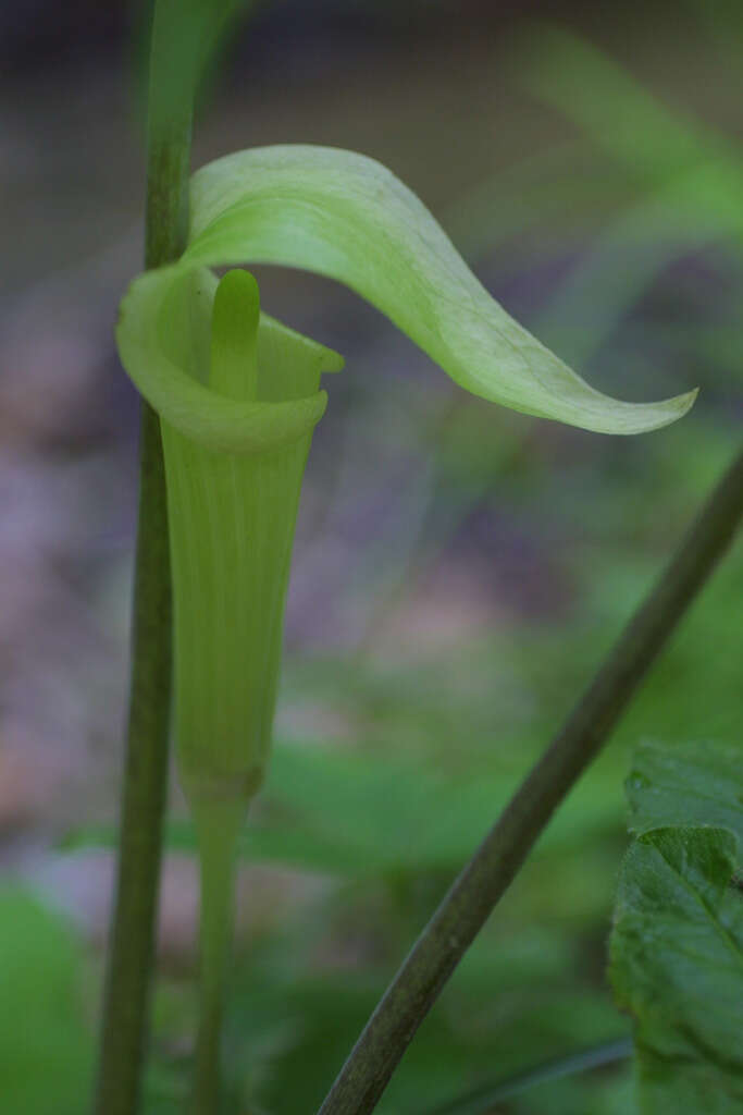 Слика од Arisaema