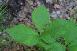 Слика од Arisaema