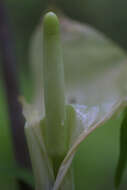 Image of Jack in the pulpit