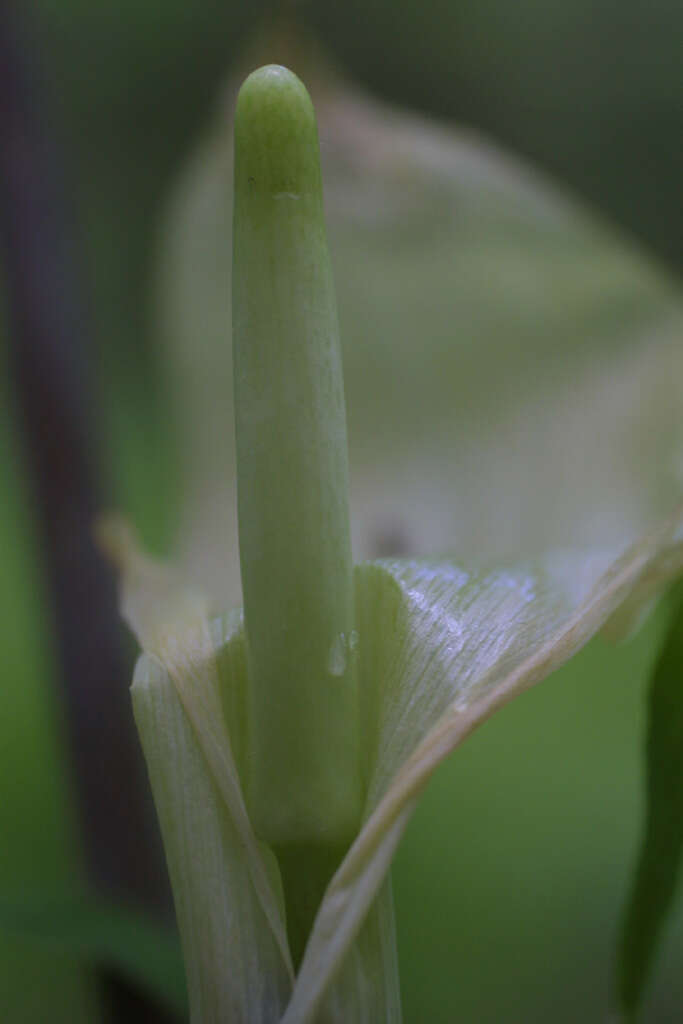 Image of Jack in the pulpit