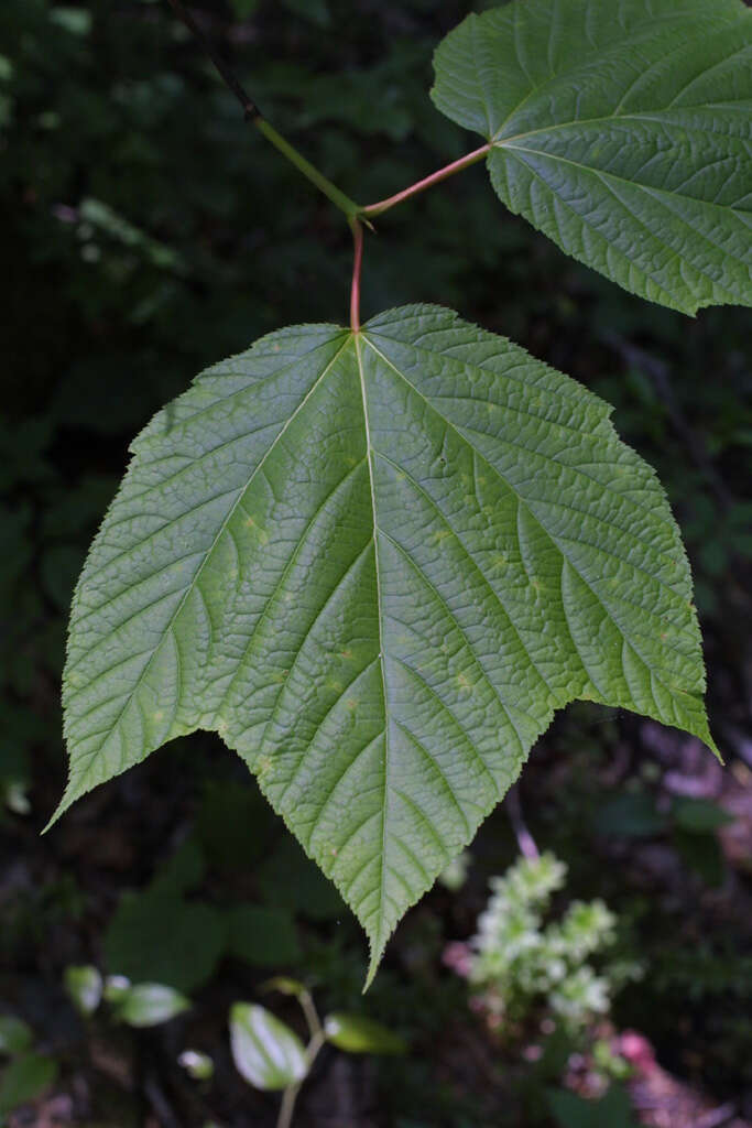 Image of Striped Maple