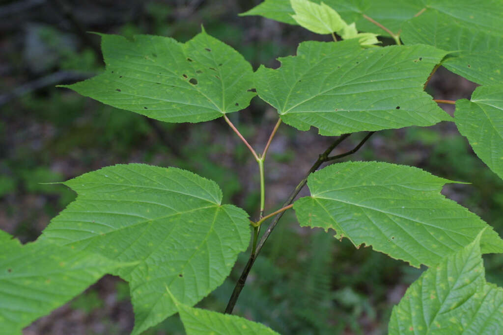 Image of Striped Maple