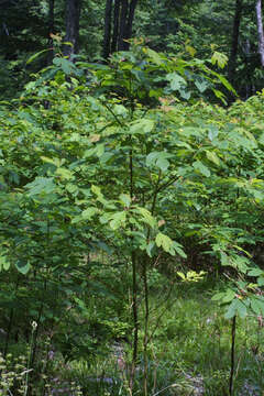 Image of sassafras