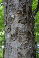 Image of Buckeyes & Horse-chestnuts