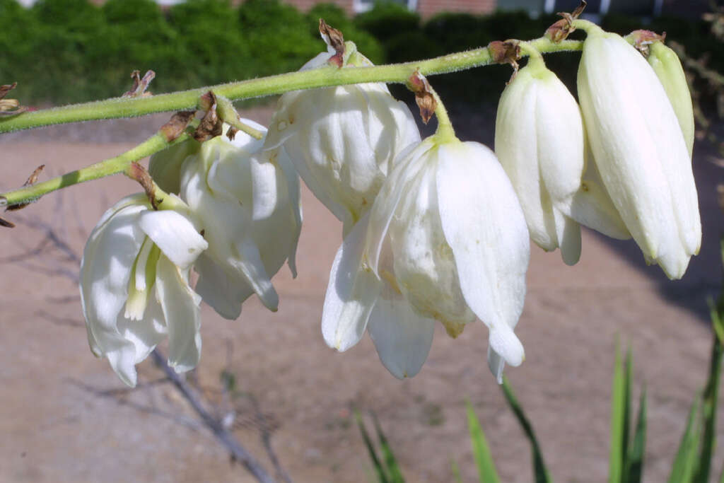 Image of yucca