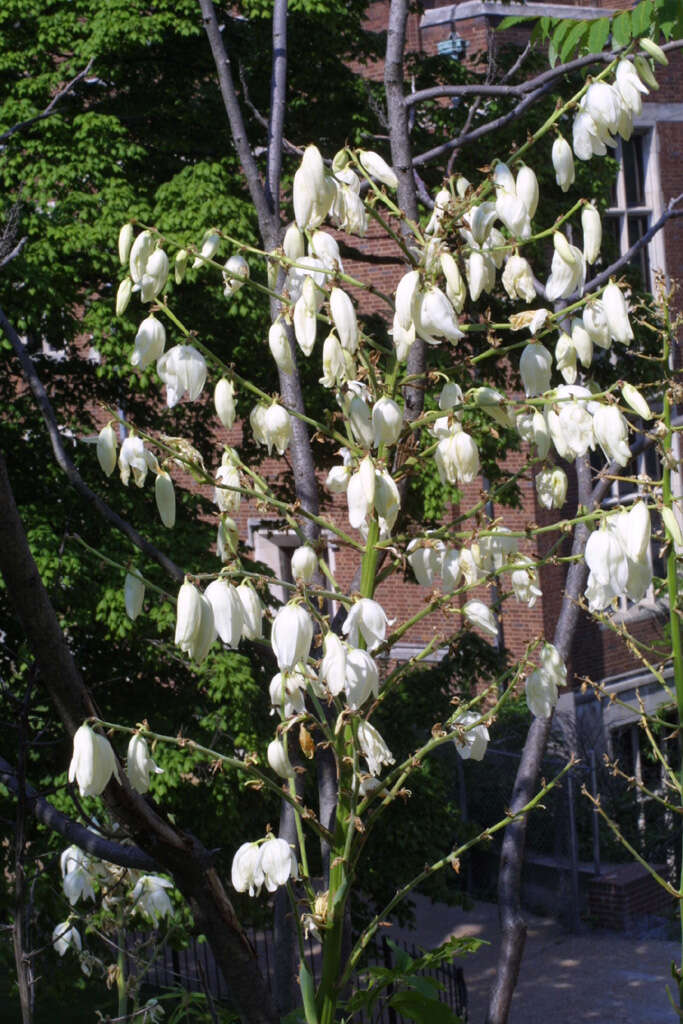 Image of yucca